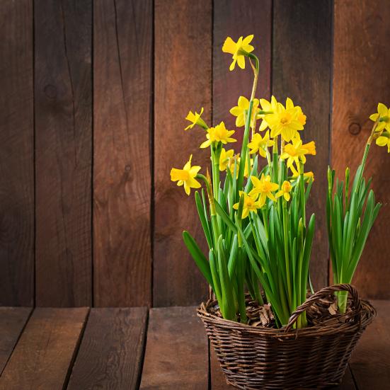Påskeliljer i kurv
