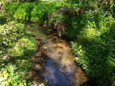 Naturfoto fra Dallundområdet