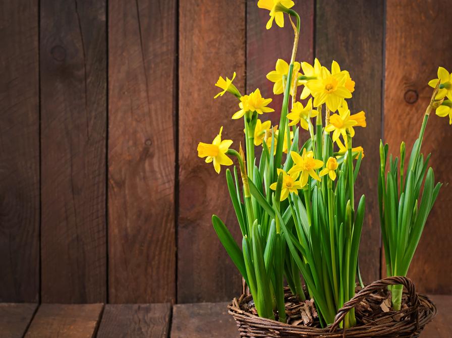 Påskeliljer i kurv